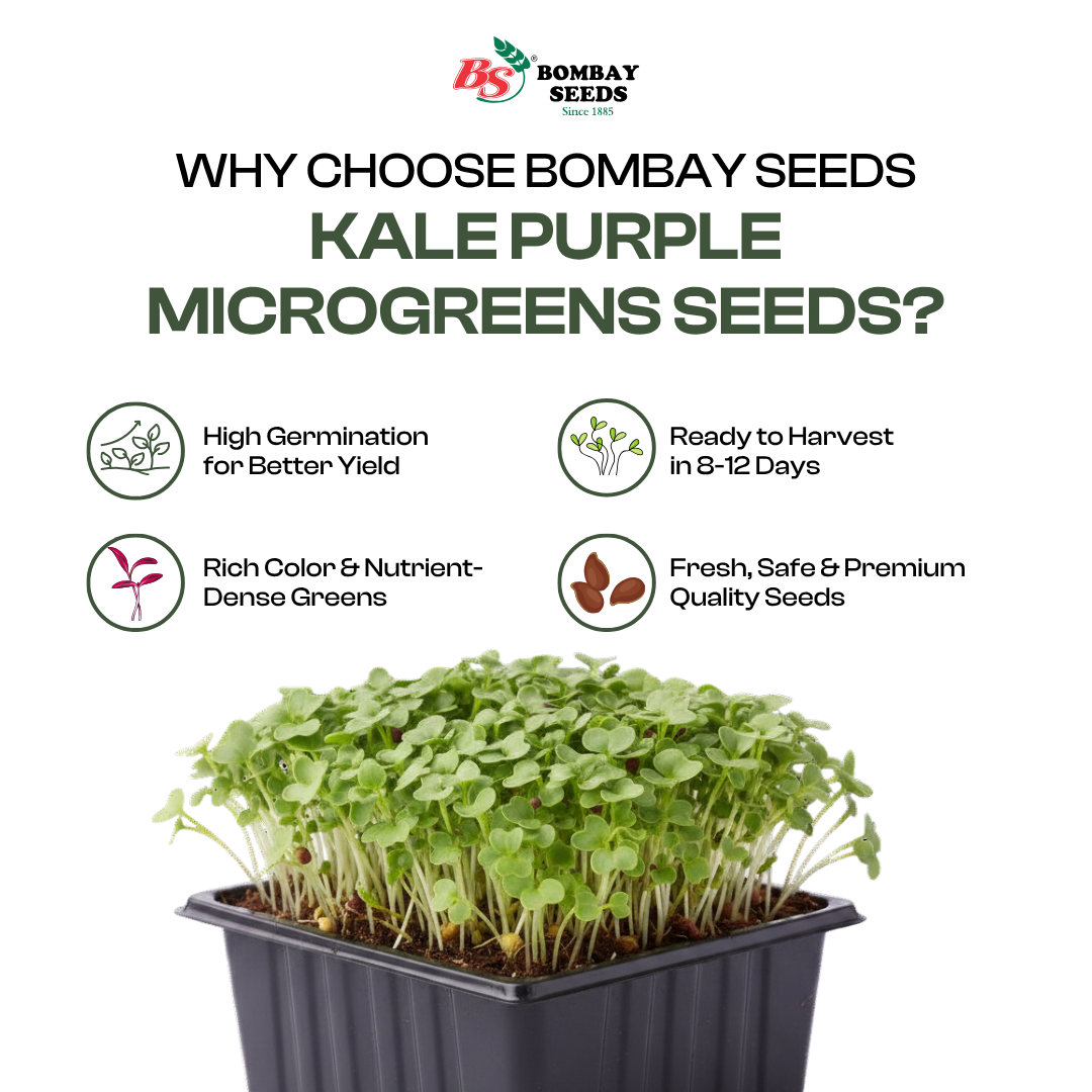 Kale Purple Microgreen Seeds (50g)