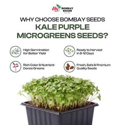 Kale Purple Microgreen Seeds (50g)