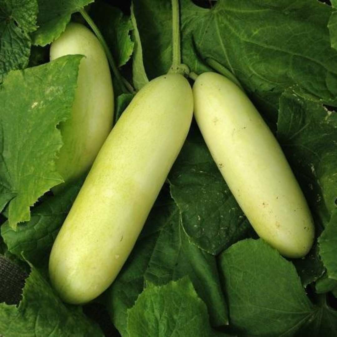 Cucumber Kheera seeds