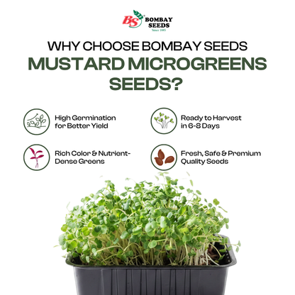 Mustard Microgreen Seeds (50g)
