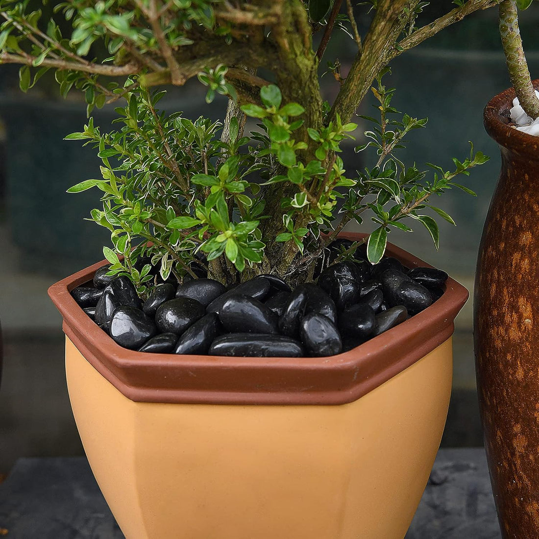 Natural Black Stones (Medium - 1kg)