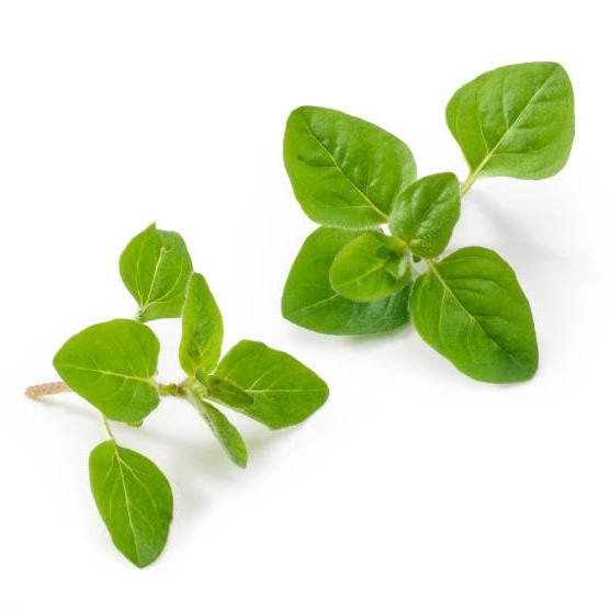 Oregano Seeds