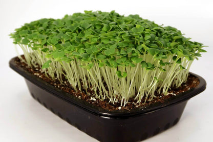 Pak Choi Microgreen Seeds (50g)