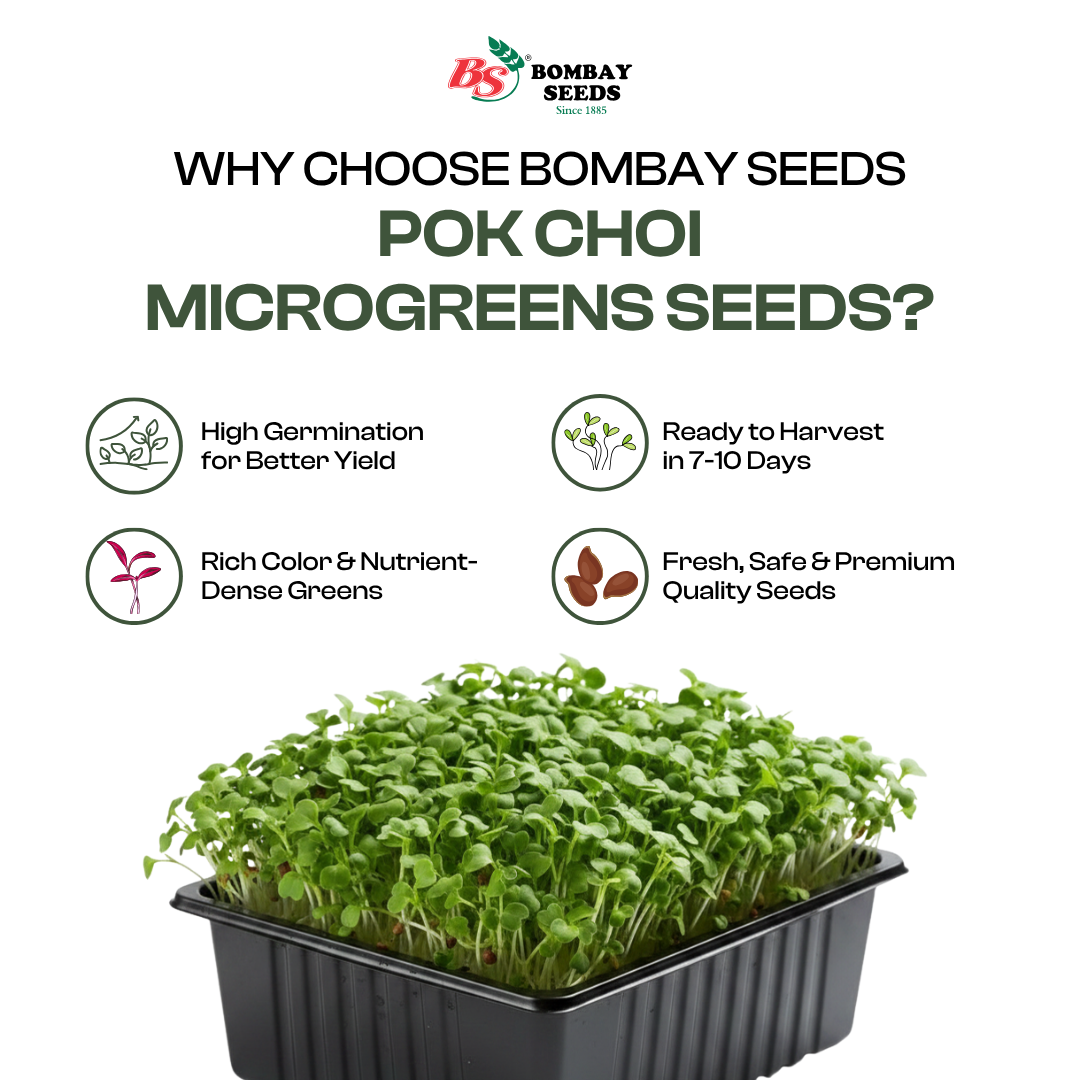 Pak Choi Microgreen Seeds (50g)