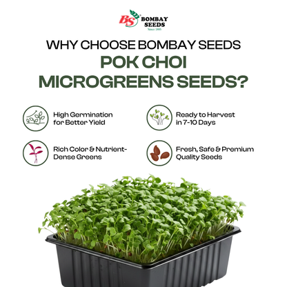 Pak Choi Microgreen Seeds (50g)