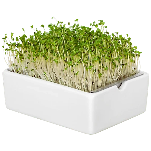 Radish (White) Microgreen Seeds