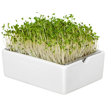 Radish (White) Microgreen Seeds