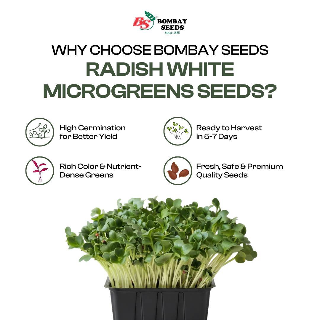 Radish (White) Microgreen Seeds