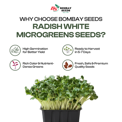 Radish (White) Microgreen Seeds