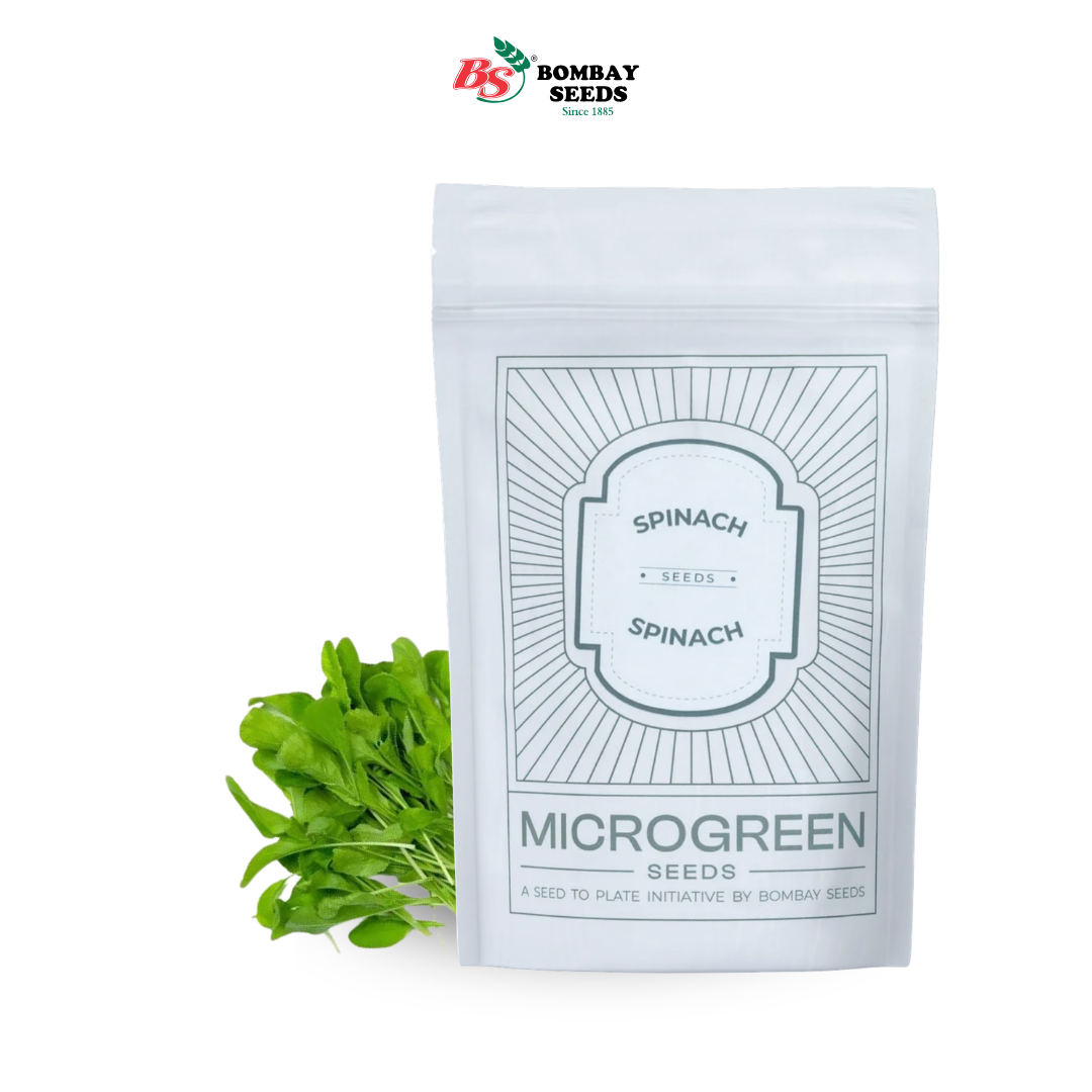 Spinach Microgreen Seeds (50g)