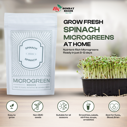 Spinach Microgreen Seeds (50g)