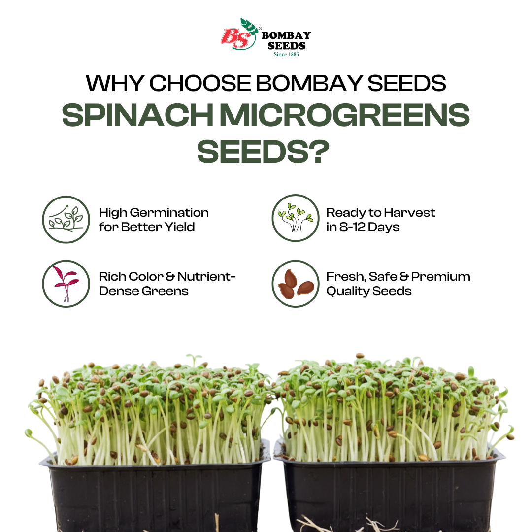 Spinach Microgreen Seeds (50g)