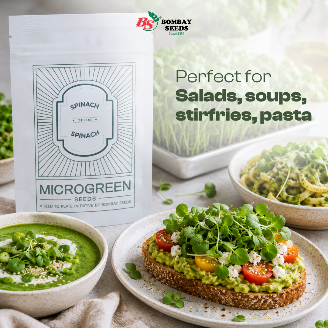 Spinach Microgreen Seeds (50g)