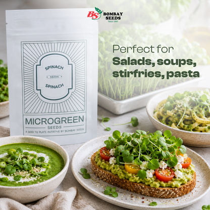 Spinach Microgreen Seeds (50g)