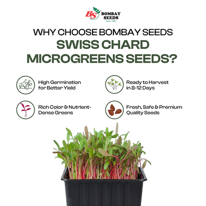 Swiss Chard Microgreen Seeds (50g)