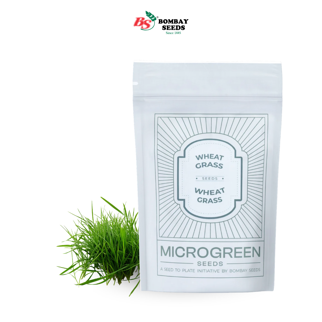 Wheat Grass Microgreen Seeds (50g)