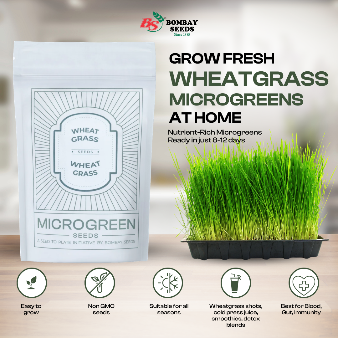 Wheat Grass Microgreen Seeds (50g)