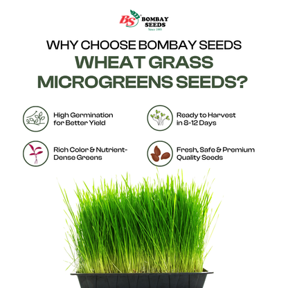 Wheat Grass Microgreen Seeds (50g)