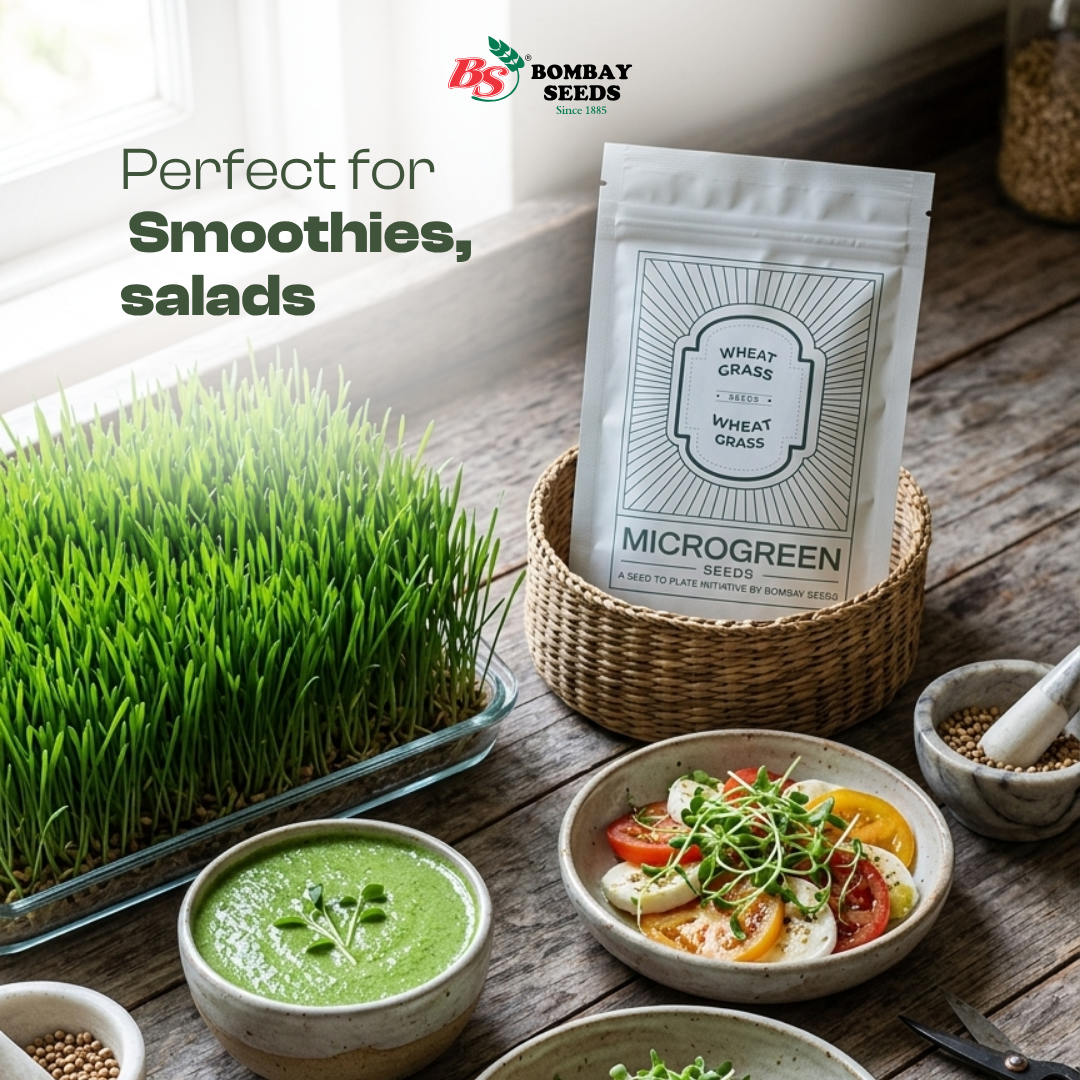 Wheat Grass Microgreen Seeds (50g)