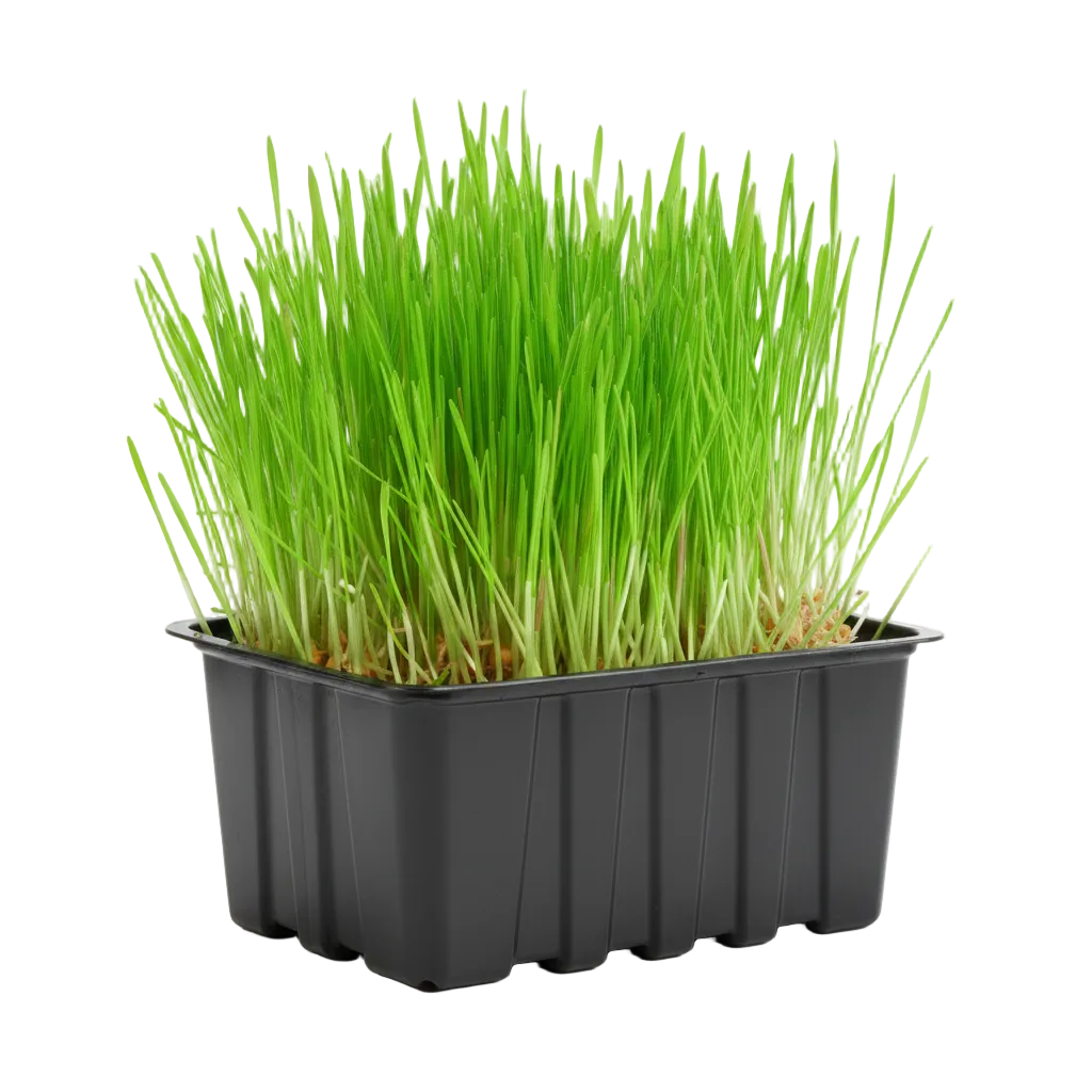 Wheat Grass Microgreen Seeds (50g)