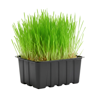Wheat Grass Microgreen Seeds (50g)
